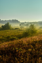 Fog in forest , trees on field , beautiful nature landscape , yellow colors , golden hour and colors . Trees with sunlights through the trees . Green grass ,  summer morning .