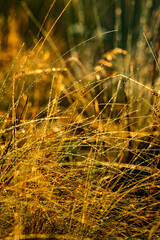 Fototapeta premium Summer landscape with sunlights , wild nature ,. foggy . Golden sun , yellow colors . Green grass. Trees on the field , beautiful colors in landscape