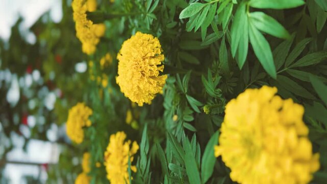Vertical footage of the beautiful little yellow flower or Merigold in the garden.