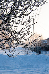 Obraz premium Photo of a tree branch covered with frost in winter