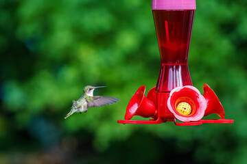hummingbird feeding  © Gerard