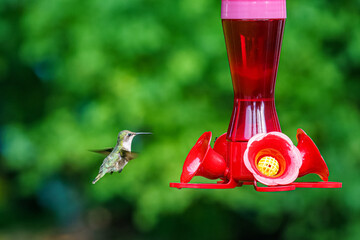 hummingbird feeding 