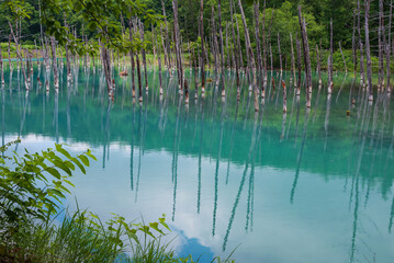 立ち枯れが映える青い池