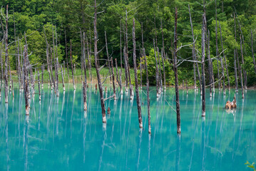 立ち枯れが映える青い池