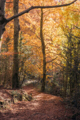 Fototapeta premium La Grevolosa Beech Forest, Catalonia