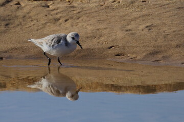 sanderling