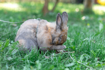 A red-haired domestic rabbit walks down the street. Pets concept.