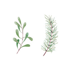 Watercolor winter botanical elements. Hand drawn illustration.
