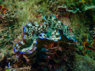 Tridacna squamosa. A bivalve mollusk in an open position on the seabed underwater.