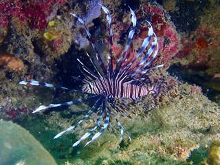 Zebra lionfish (Pterois volitans). Zebra lionfish among corals underwater.