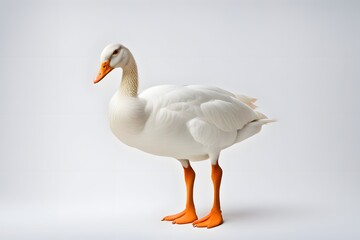 A calm white goose with orange feet standing on a white background, Ai Generated
