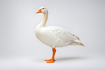 Obraz premium A calm white goose with orange feet standing on a white background, Ai Generated