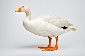 Obraz premium A calm white goose with orange feet standing on a white background, Ai Generated