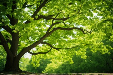 Fototapeta premium Serene nature backdrop with sunlight piercing vibrant green tree foliage