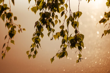 Brzozowe liście na tle wody o świcie, tapeta baner. © Elżbieta Kaps