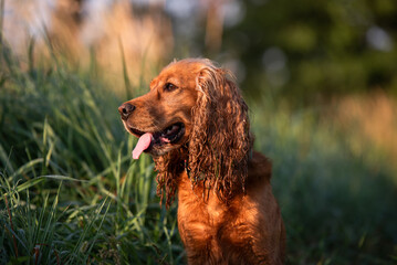 Pies cocker spaniel angielski, portret w naturze. © Elżbieta Kaps