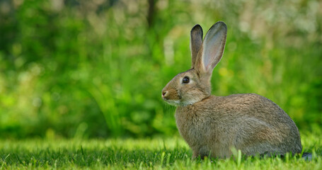 A cute gray rabbit on green grass on a warm summer day.