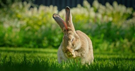 A rabbit with its ears folded forward cleaning its face on a lush green lawn, creating a serene and peaceful scene in nature.