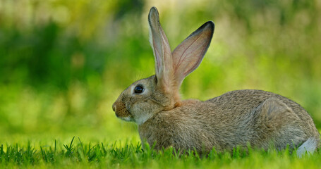 A picturesque meadow with a small rabbit on a clear sunny day.