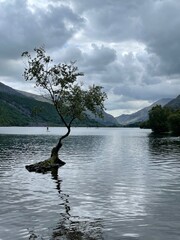 loneliest tree on the lake