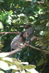 sagui em árvore no cerrado