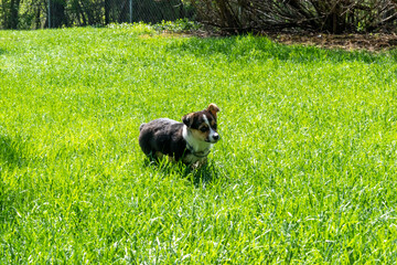 A young playful corgi puppy playing in the backyard.