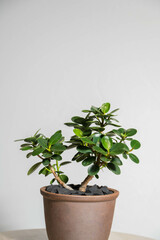 夏の観葉植物　パンダガジュマル