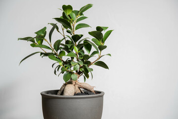 夏の観葉植物　ガジュマル