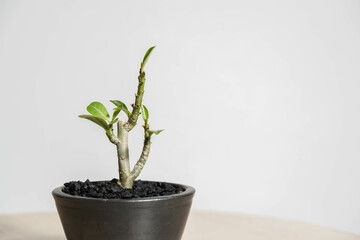 夏の塊根植物　アデニウム