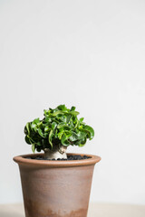 夏の塊根植物　アデニウム ドーセットホーン 獅子葉