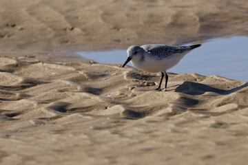 Sanderling