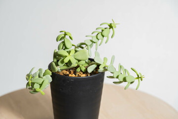 夏の塊根植物　ケラリア ピグマエア