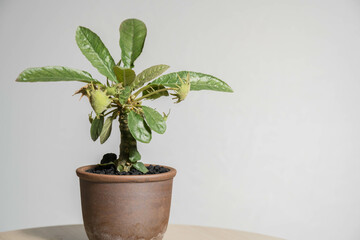 夏の塊根植物　ドルステニア フォエチダ