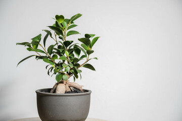 夏の観葉植物　ガジュマル