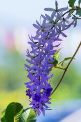 Beautiful purple flower called
Puangkram