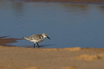 Sanderling