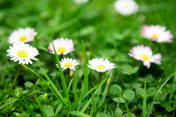 Still life green grass, white chamomile flowers, good luck clover