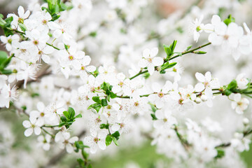 white cherry blossom, flowers background