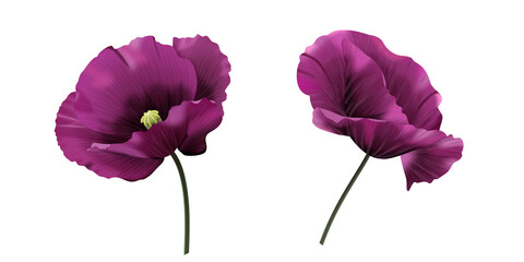 Anemon, fioletowy kwiat. Ręcznie rysowana botaniczna ilustracja. © Monika