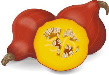 Whole and chopped Red Kuri squash. Climbing Onion squash, Potimarron squash. Winter squash. Cucurbita maxima. Fruits and vegetables. Isolated vector illustration.