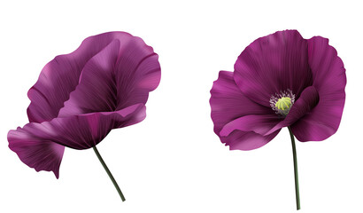 Anemon, fioletowy kwiat. Ręcznie rysowana botaniczna ilustracja. © Monika