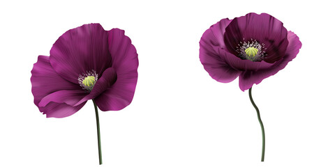 Anemon, fioletowy kwiat. Ręcznie rysowana botaniczna ilustracja. © Monika