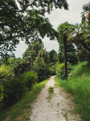 Palm trees against a backdrop of bright tropical greenery, creating an atmosphere of relaxation and exotic paradise