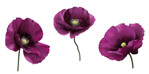 Anemon, fioletowy kwiat. Ręcznie rysowana botaniczna ilustracja. © Monika