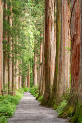 Togakushi Shrine in Nagano, Japan with the Cedar Trees