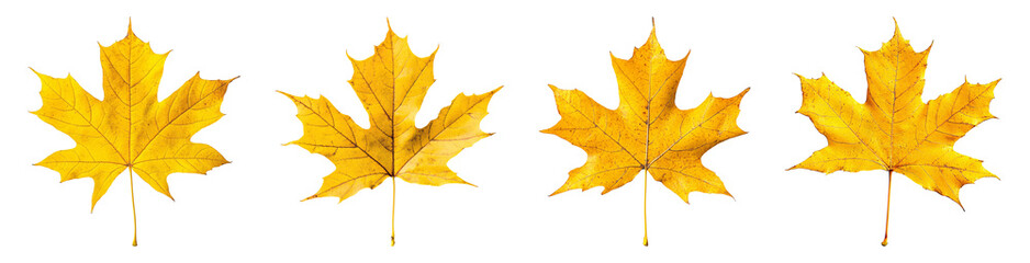 Yellow Maple leaf isolated, PNG set.