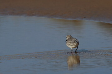 Sanderling