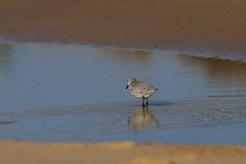 Sanderling