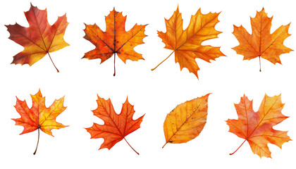 Fototapeta premium Set of autumn leaves, png file, isolated background