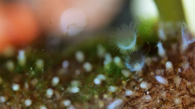 Colony of Bryozoa Flustrellidra hispida under a microscope, family Flustrellidridae. They feed on suspended particles in the water. White Sea.